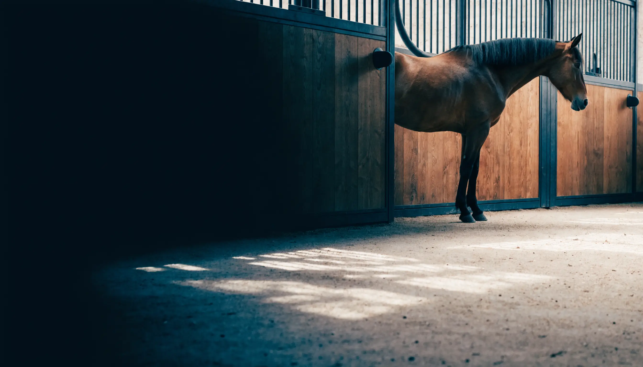 Clean premium horse stable interior in a Belgian market field note
