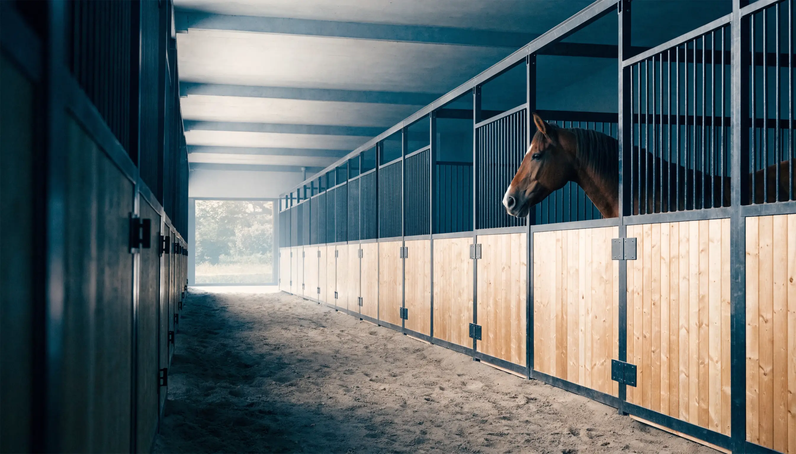 Clean Dutch horse stable interior representing organised premium care